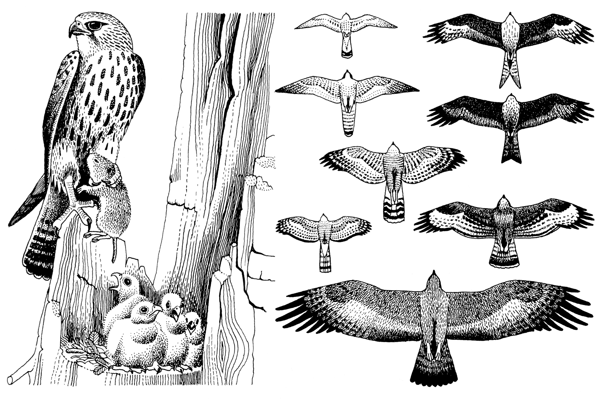 Urs Brunner, Illustration, Zoologie