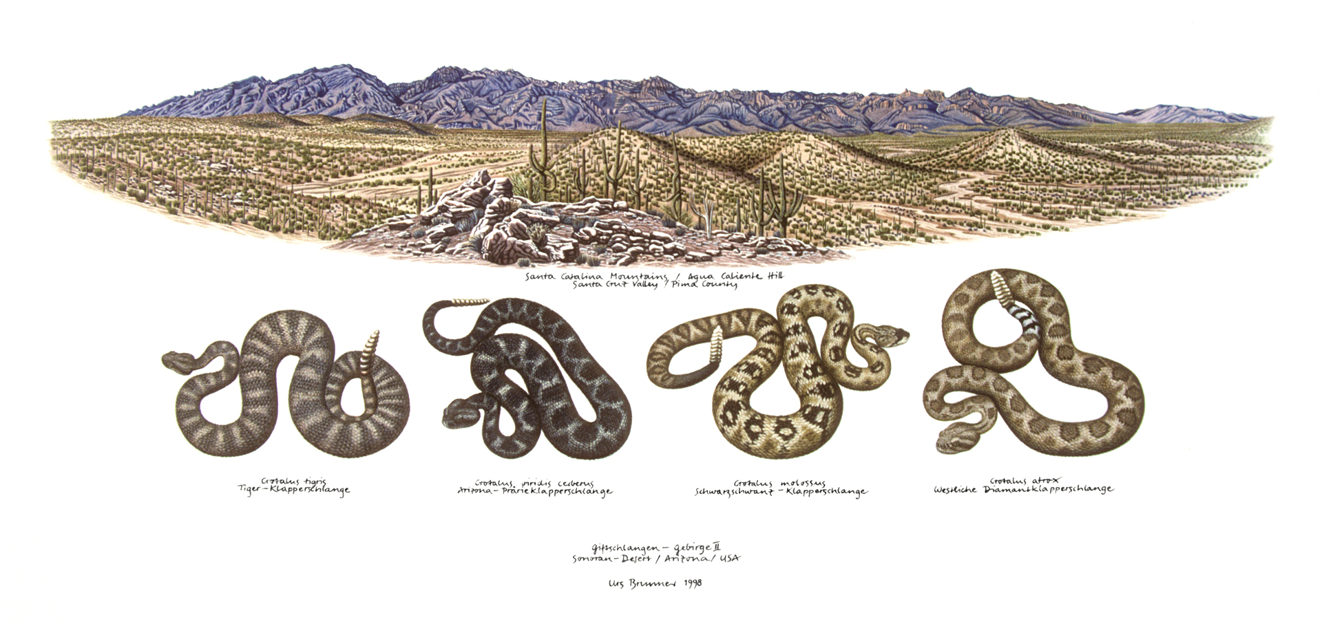 Giftschlangen-Gebirge II / Catalina Mountains (USA) / Klapperschlangen, 1998, Aquarell auf Papier, 35 x 59,5 cm
