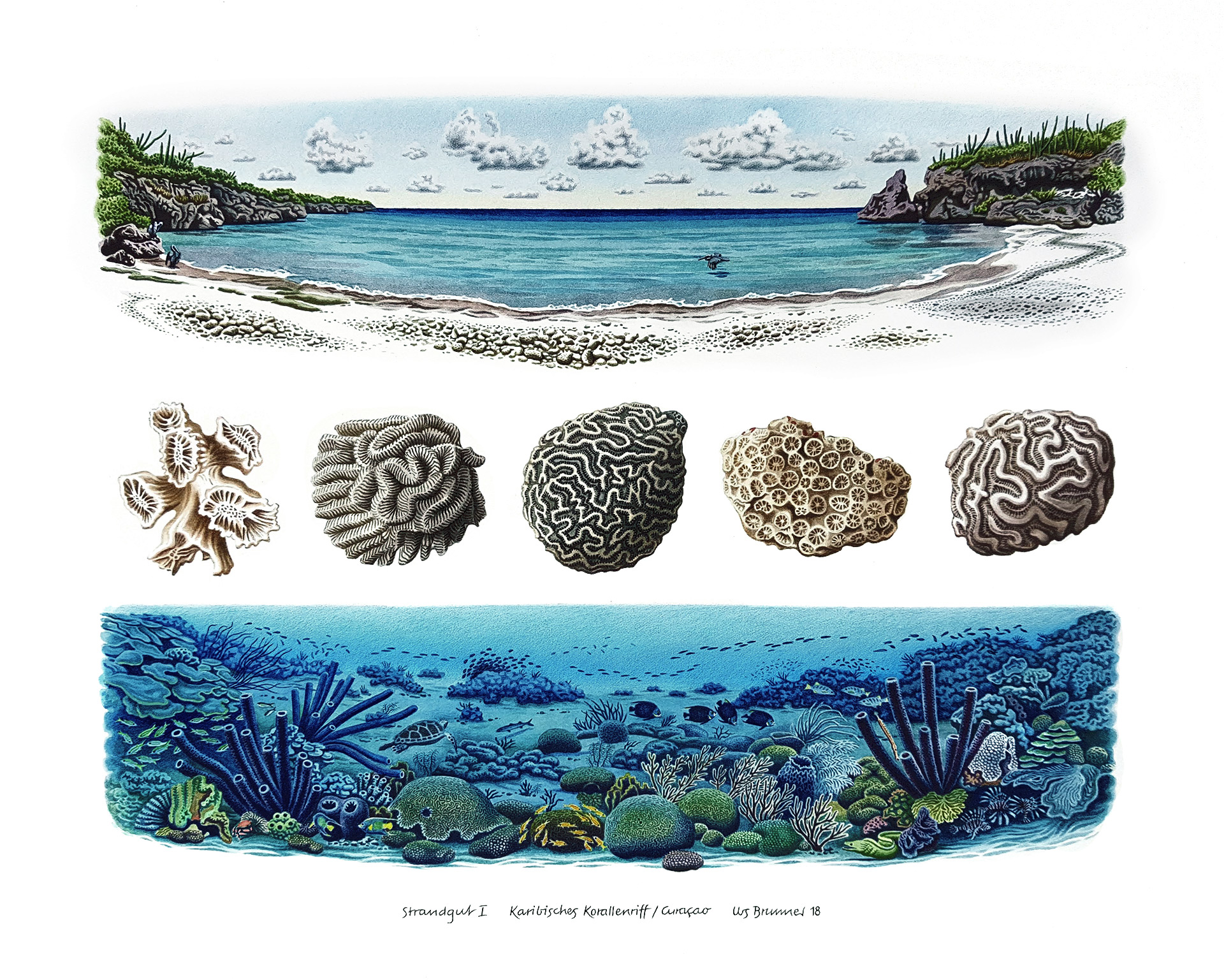 Strandgut l / Karibisches Korallenriff, 2018, Aquarell und Farbstift auf Papier, 38 x 42 cm