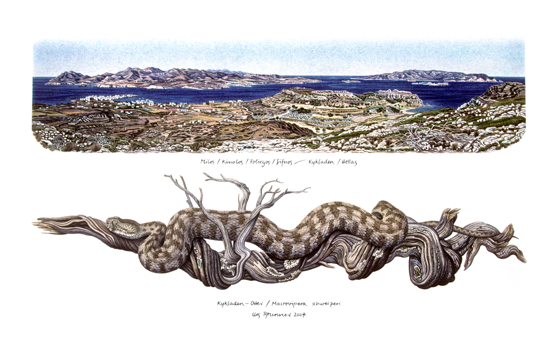 Kykladenviper / Insel Milos, 2004, Aquarell und Farbstift auf Papier, 35 x 60 cm