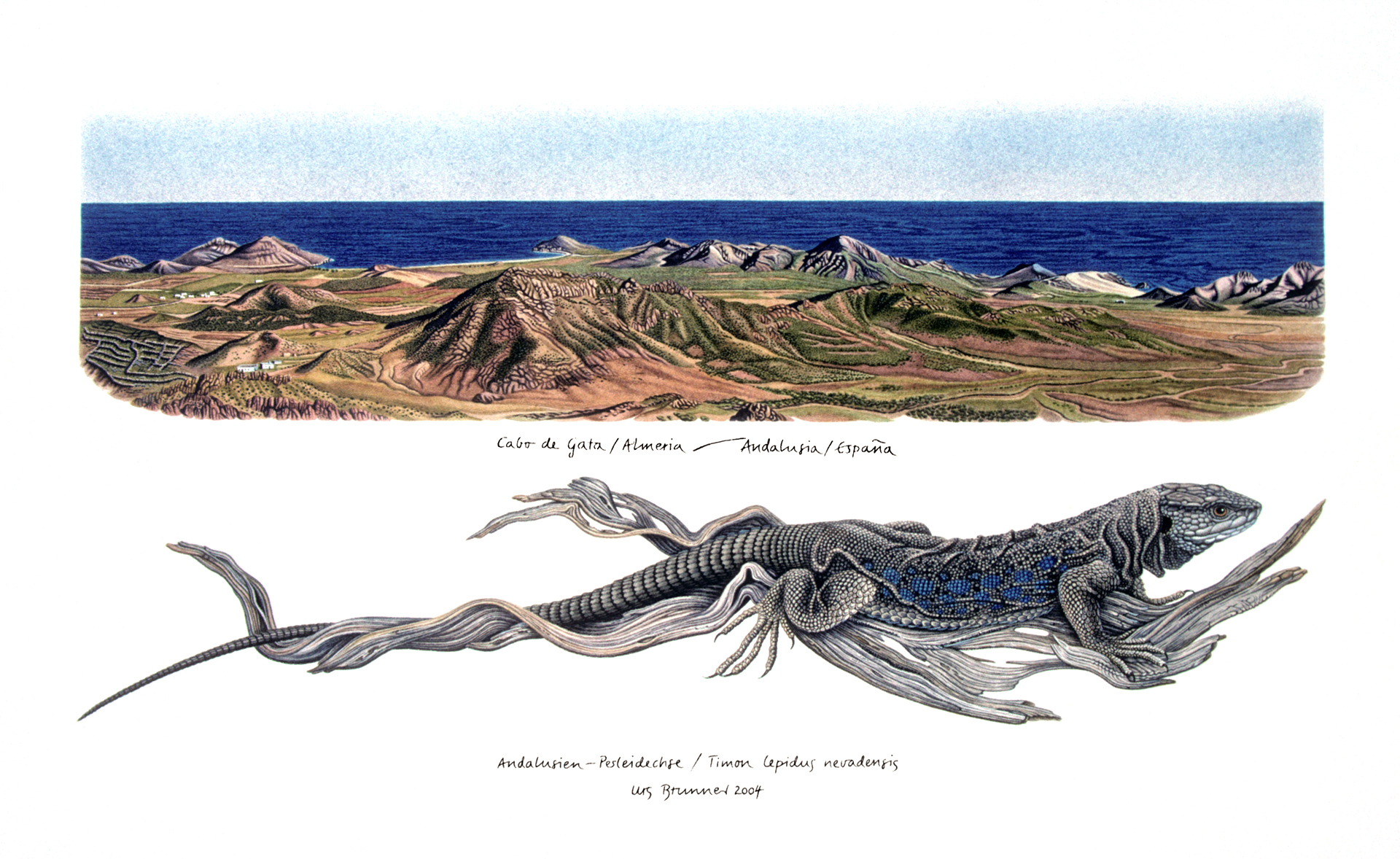Perleidechse / Cabo de Gata, Almeria, 2004, Aquarell und Farbstift auf Papier, 35 x 60 cm