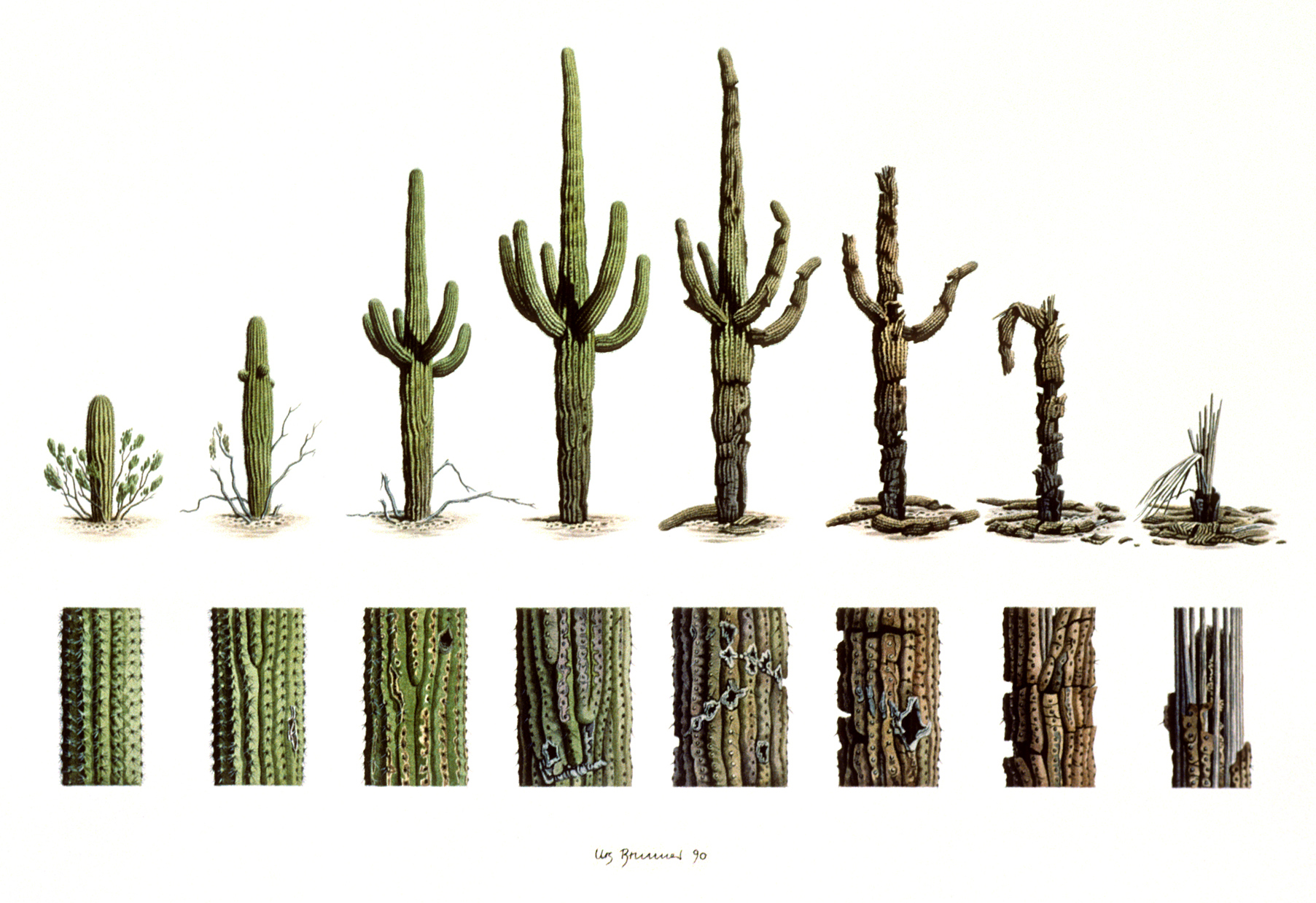 Saguaro-Lebenslauf, 1990, Aquarell auf Papier, 50 x 70 cm