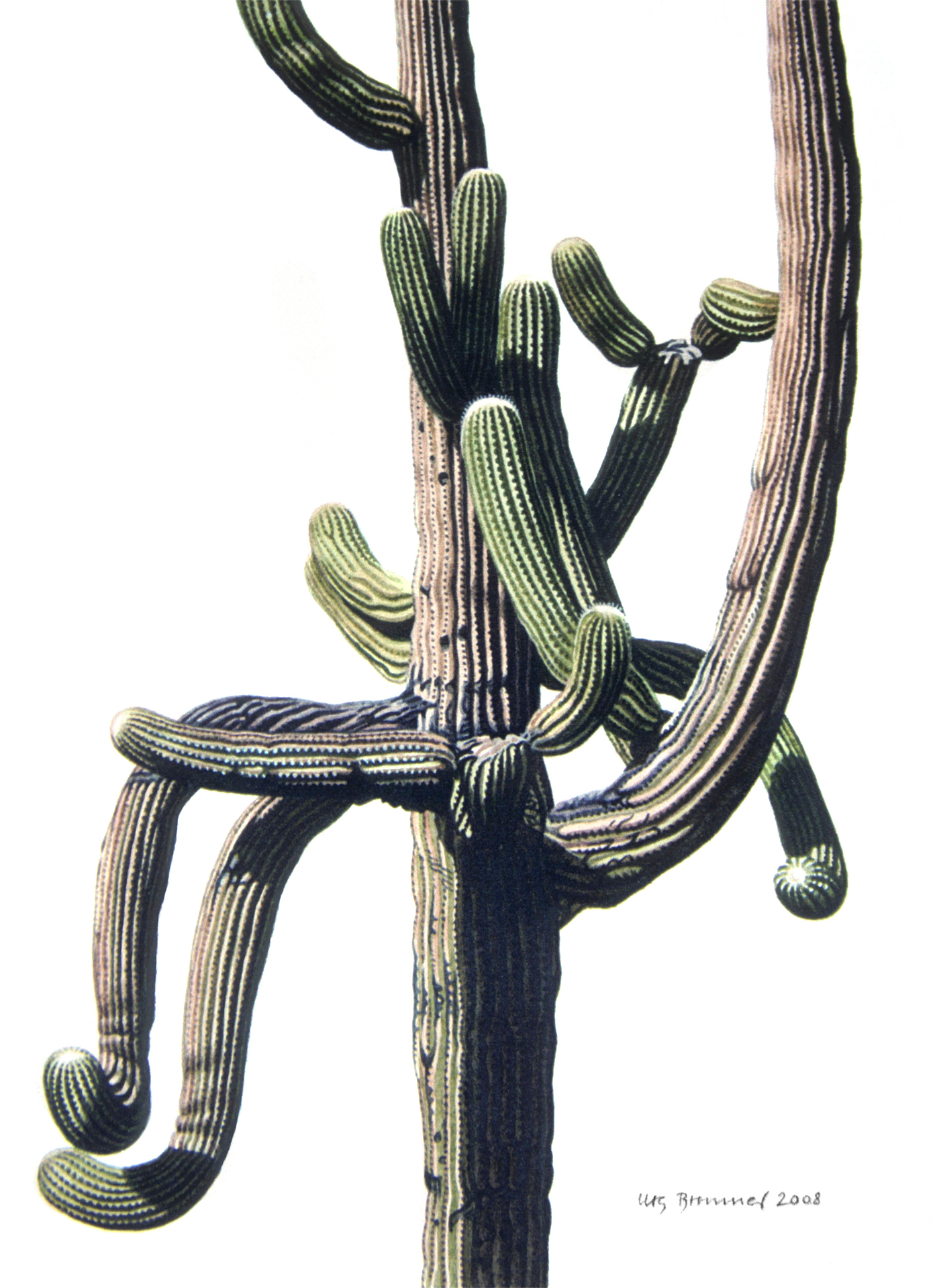 Saguaro ll, 2008, Aquarell auf Papier, 33 x 27 cm