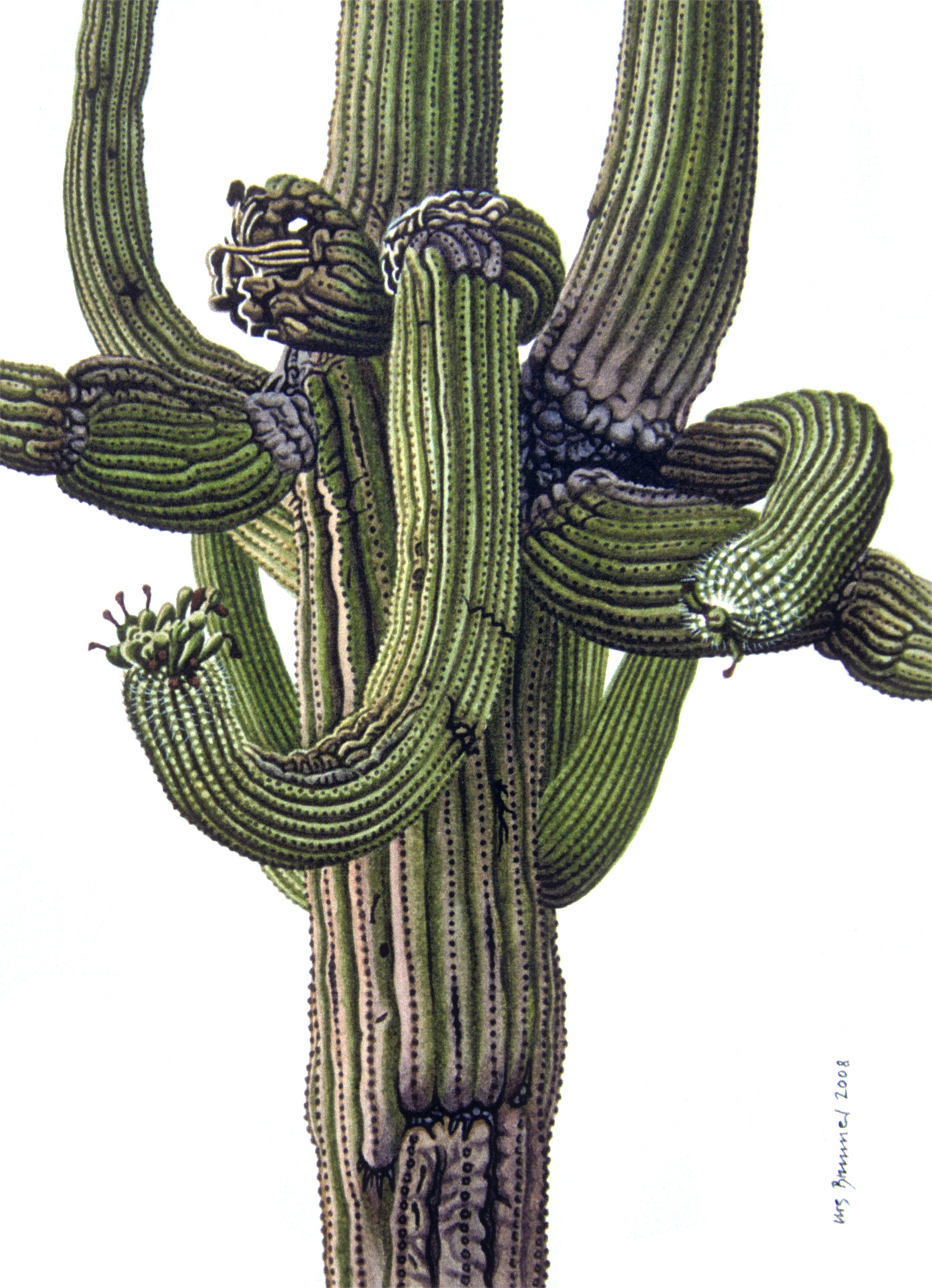 Saguaro lll, 2008, Aquarell auf Papier, 33 x 27 cm