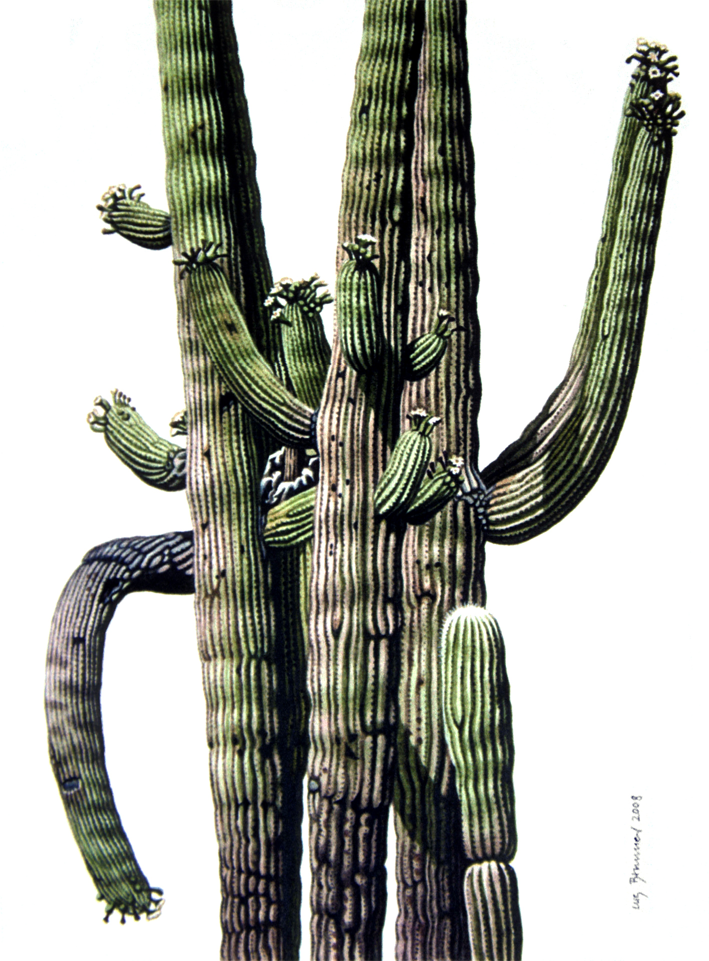 Saguaro V, 2008, Aquarell auf Papier, 33 x 27 cm