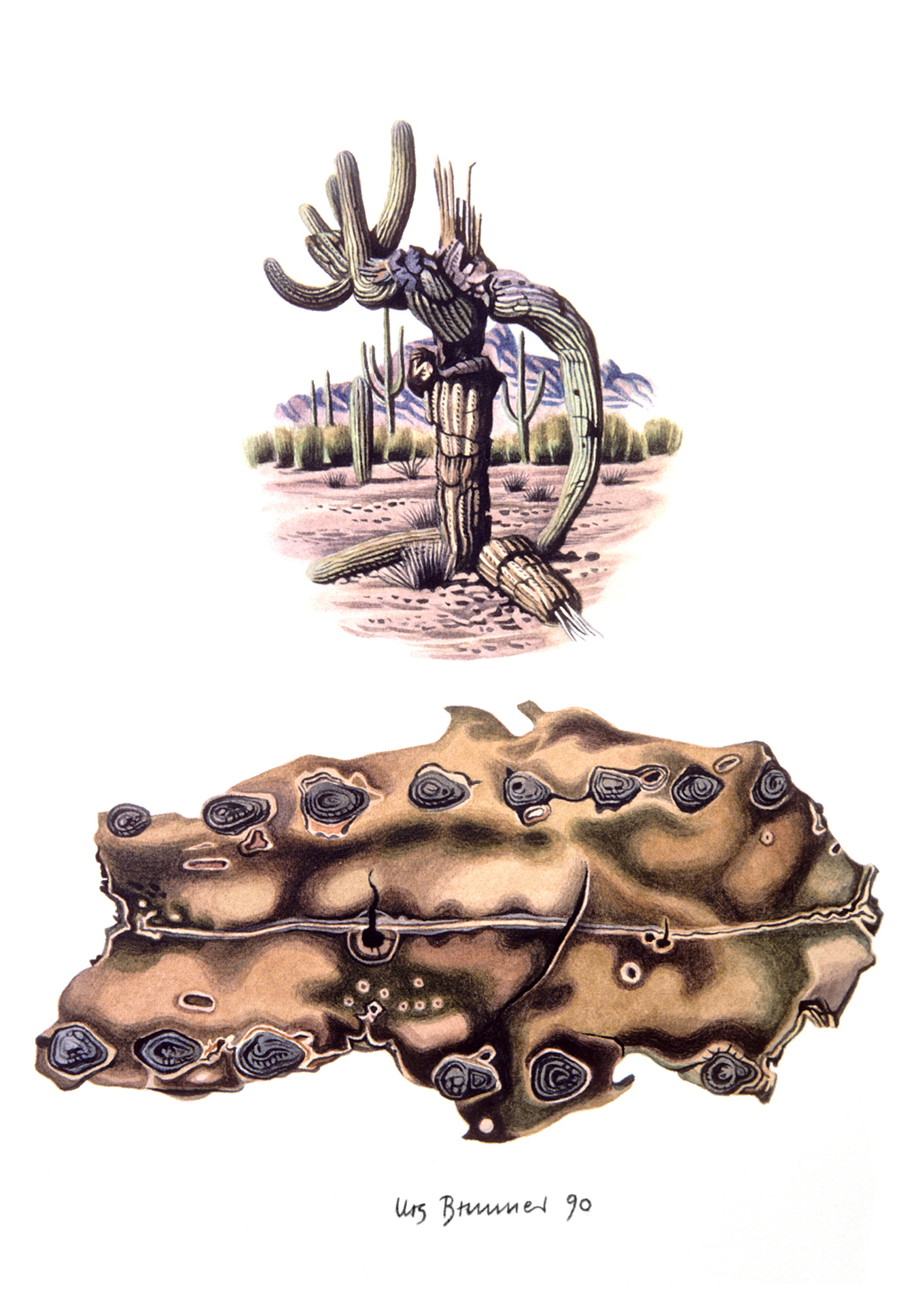 Fundstücke / Saguaro-Rinde, 1990, Aquarell auf Papier, 24 x 18 cm