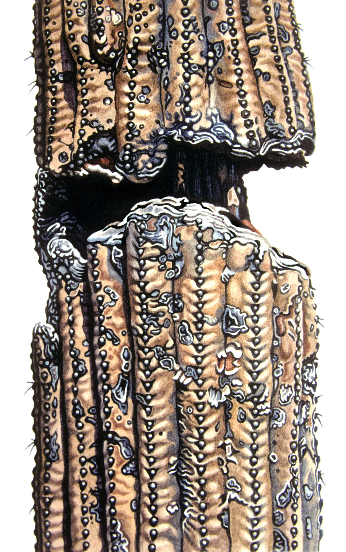Saguaro-Stamm lll, 2008, Aquarell und Farbstift auf Papier, 28 x 22 cm