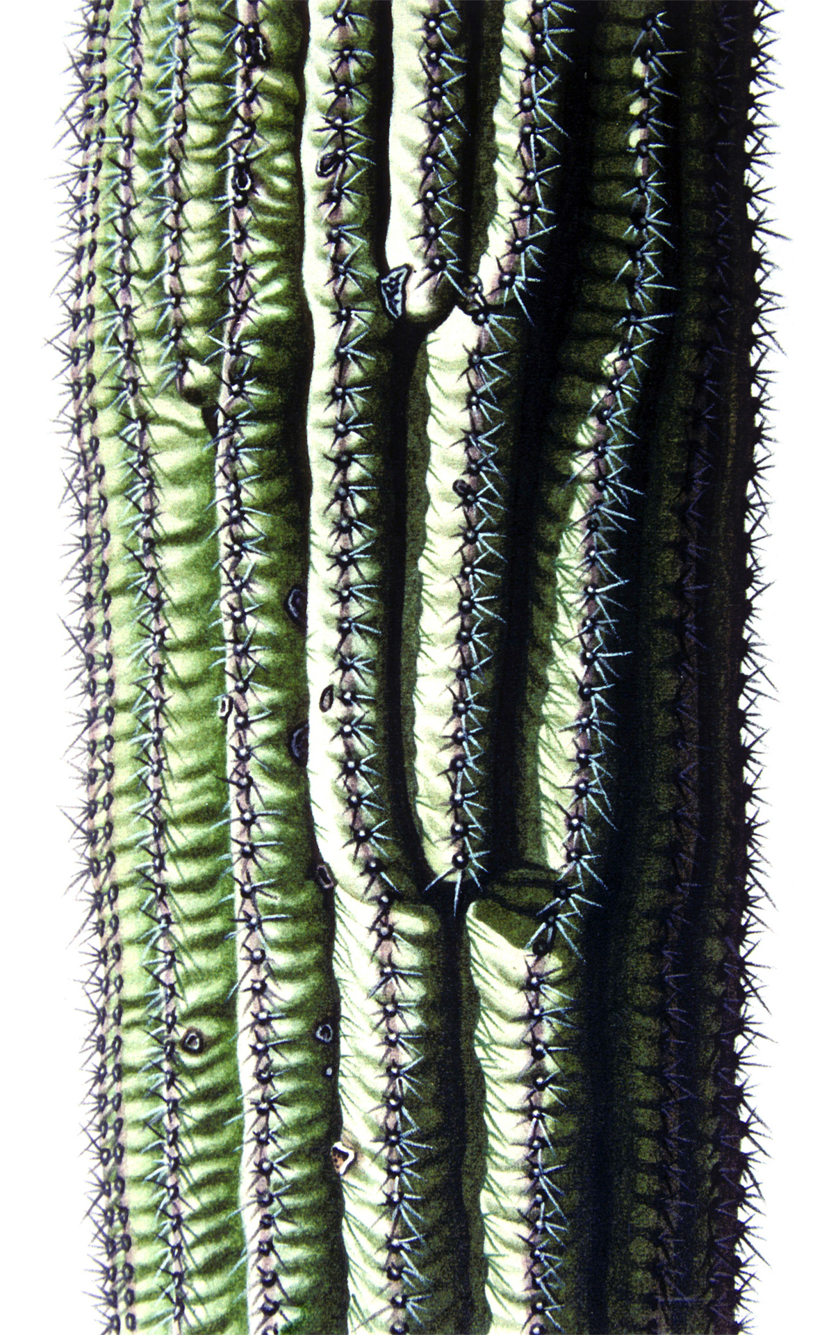 Saguaro-Stamm lV, 2008, Aquarell und Farbstift auf Papier, 28 x 22 cm
