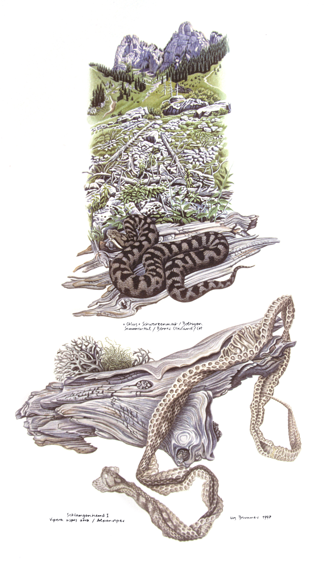 Schlangenhemd I / Aspisviper (CH), 1997, Aquarell auf Papier, 45 x 26 cm
