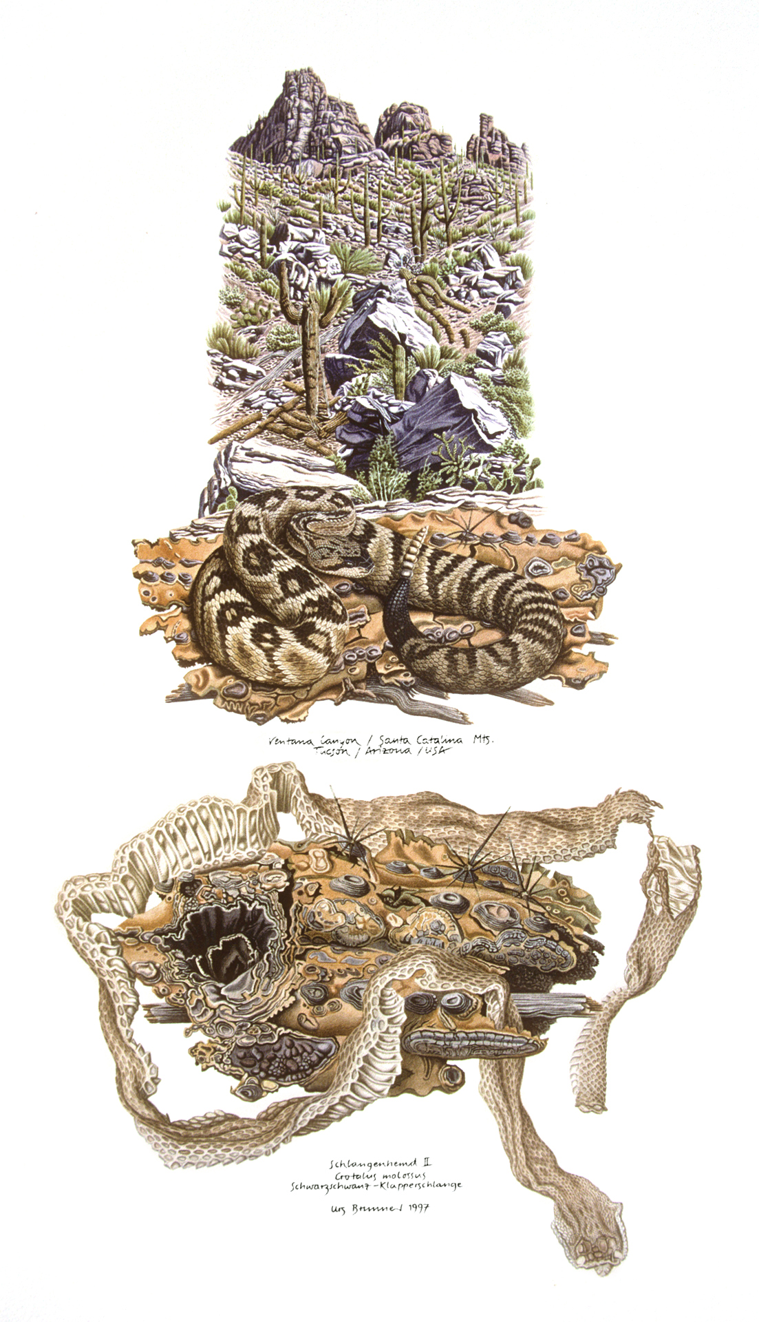 Schlangenhemd II / Schwarzschwanz-Klapperschlange (USA), 1997, Aquarell auf Papier, 45 x 26 cm