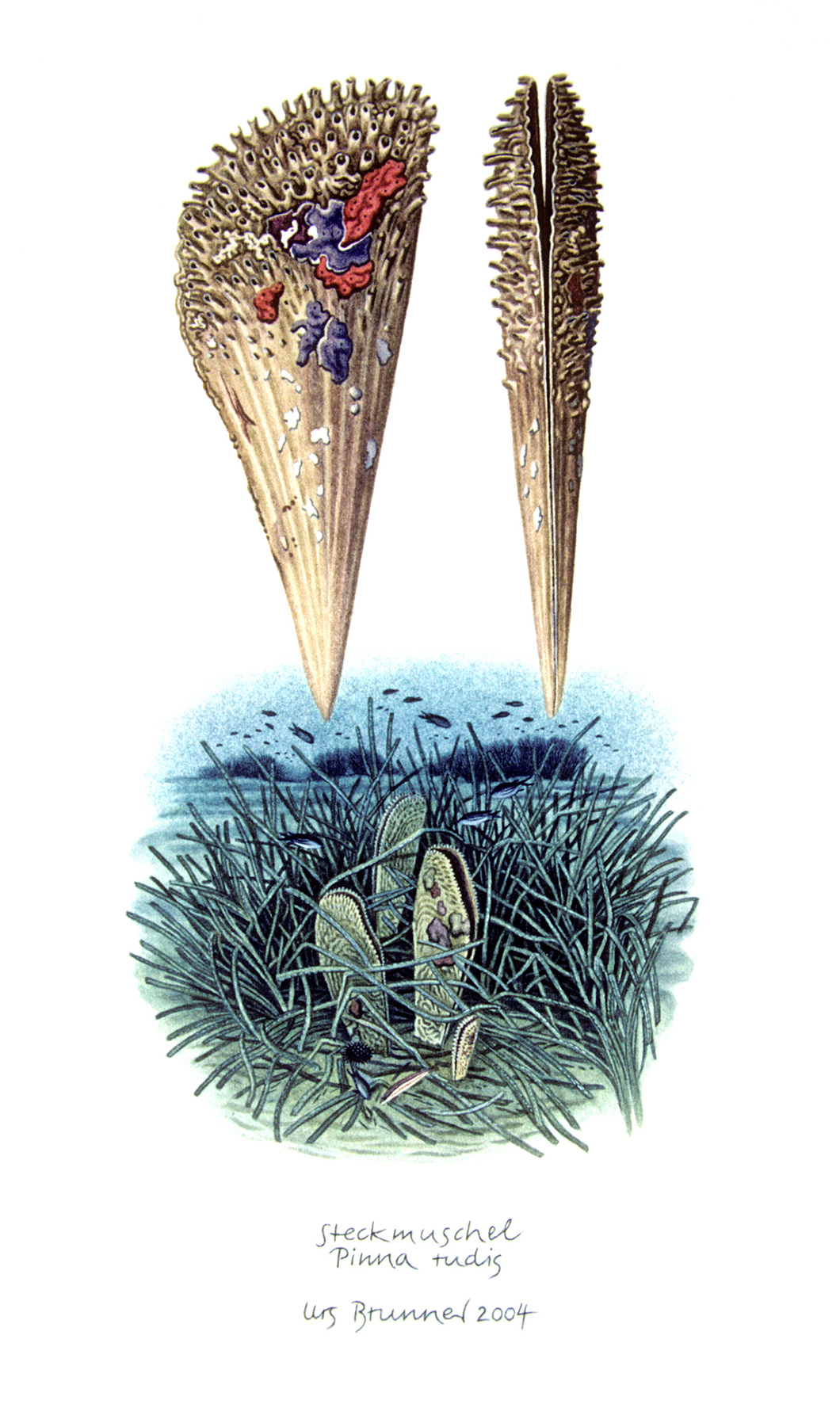 Fundstück I / Steckmuschel, 2004, Aquarell und Farbstift auf Papier, 28 x 13 cm