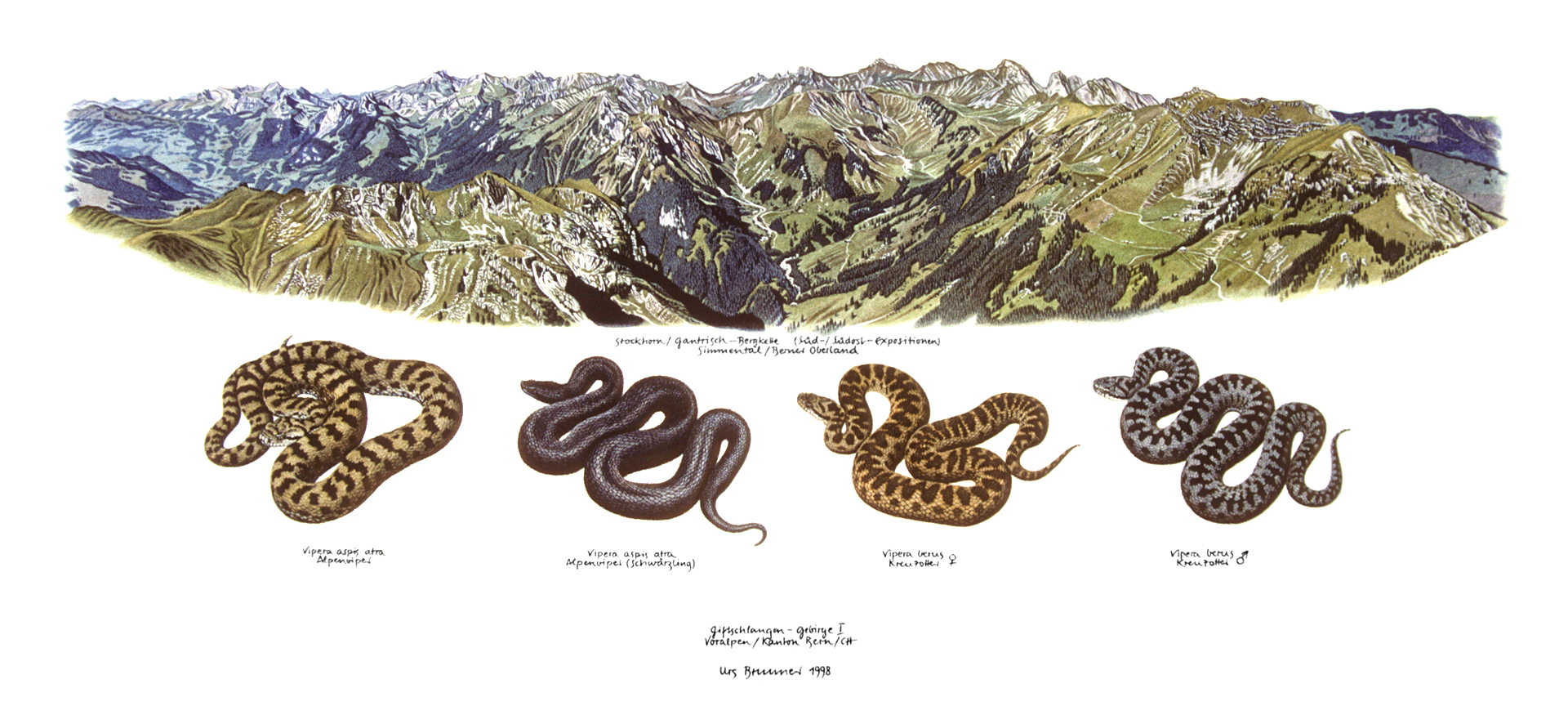 Giftschlangen-Gebirge I / Stockhornkette (CH) / Vipern, 1998, Aquarell auf Papier, 35 x 59,5 cm