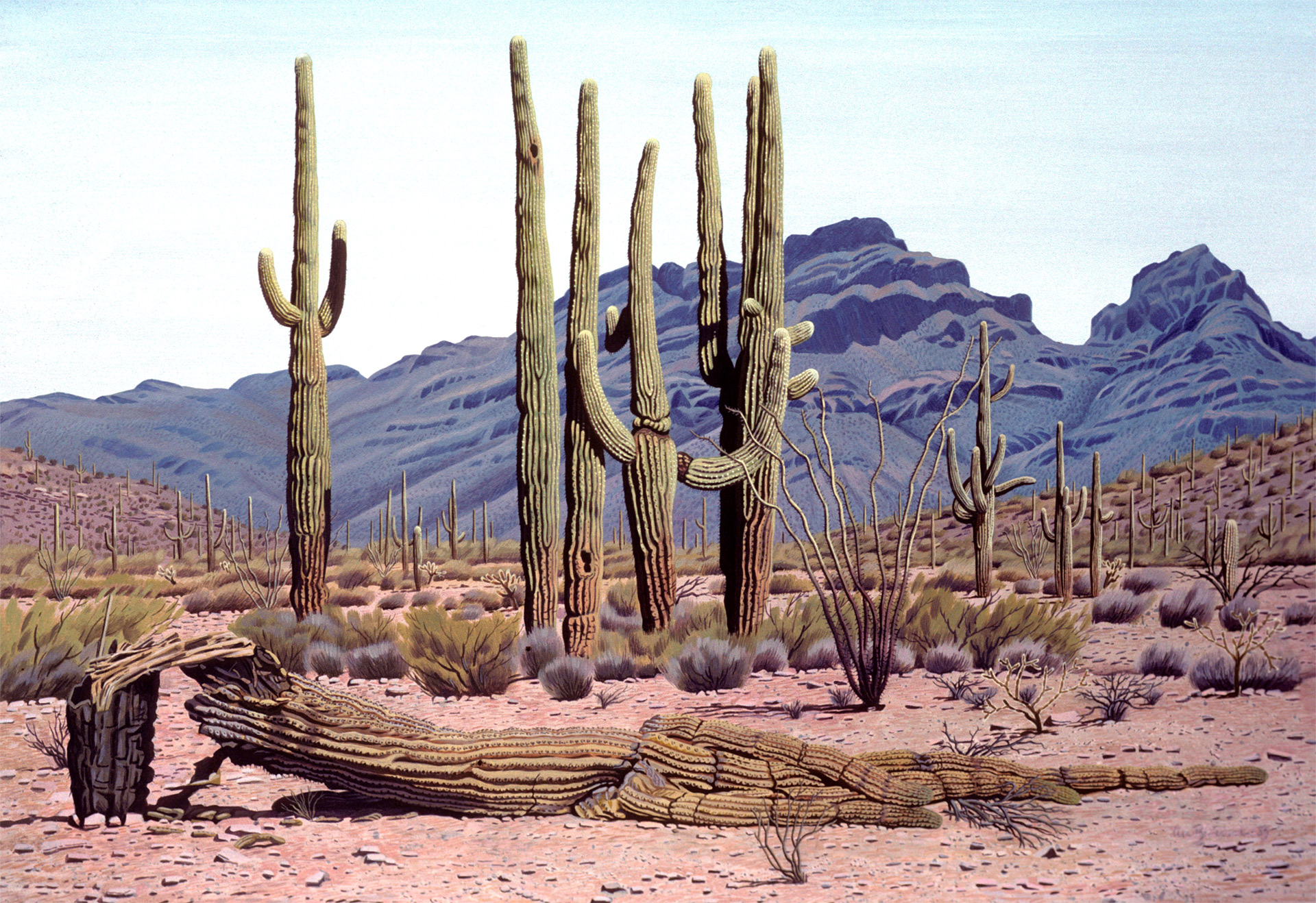 Toter Saguaro, 1983, Acryl auf Hartfaserplatte, 66 x 95 cm