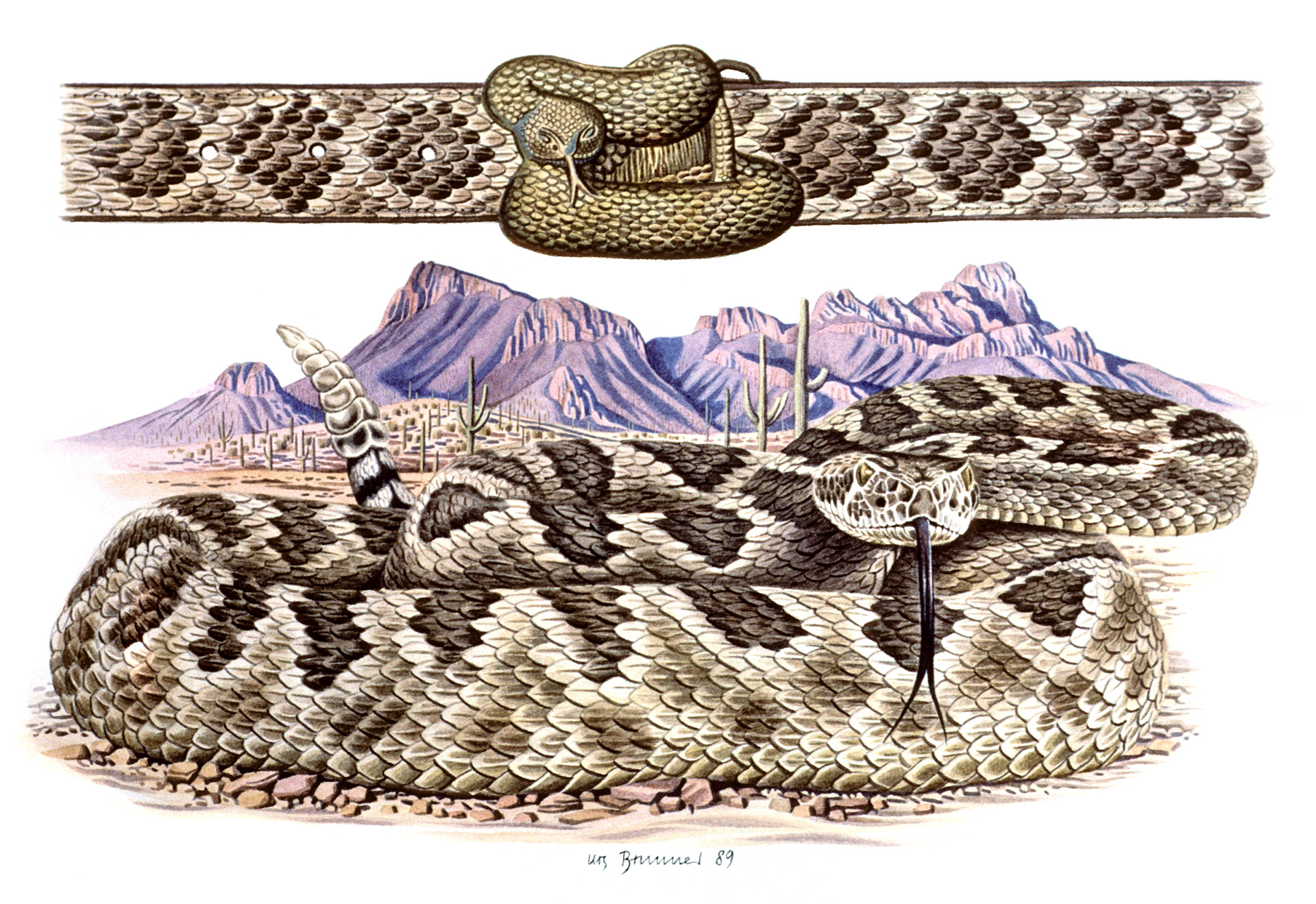 Western Wear / Klapperschlangen-Gurtschnalle, 1989, Aquarell auf Papier, 23 x 35 cm