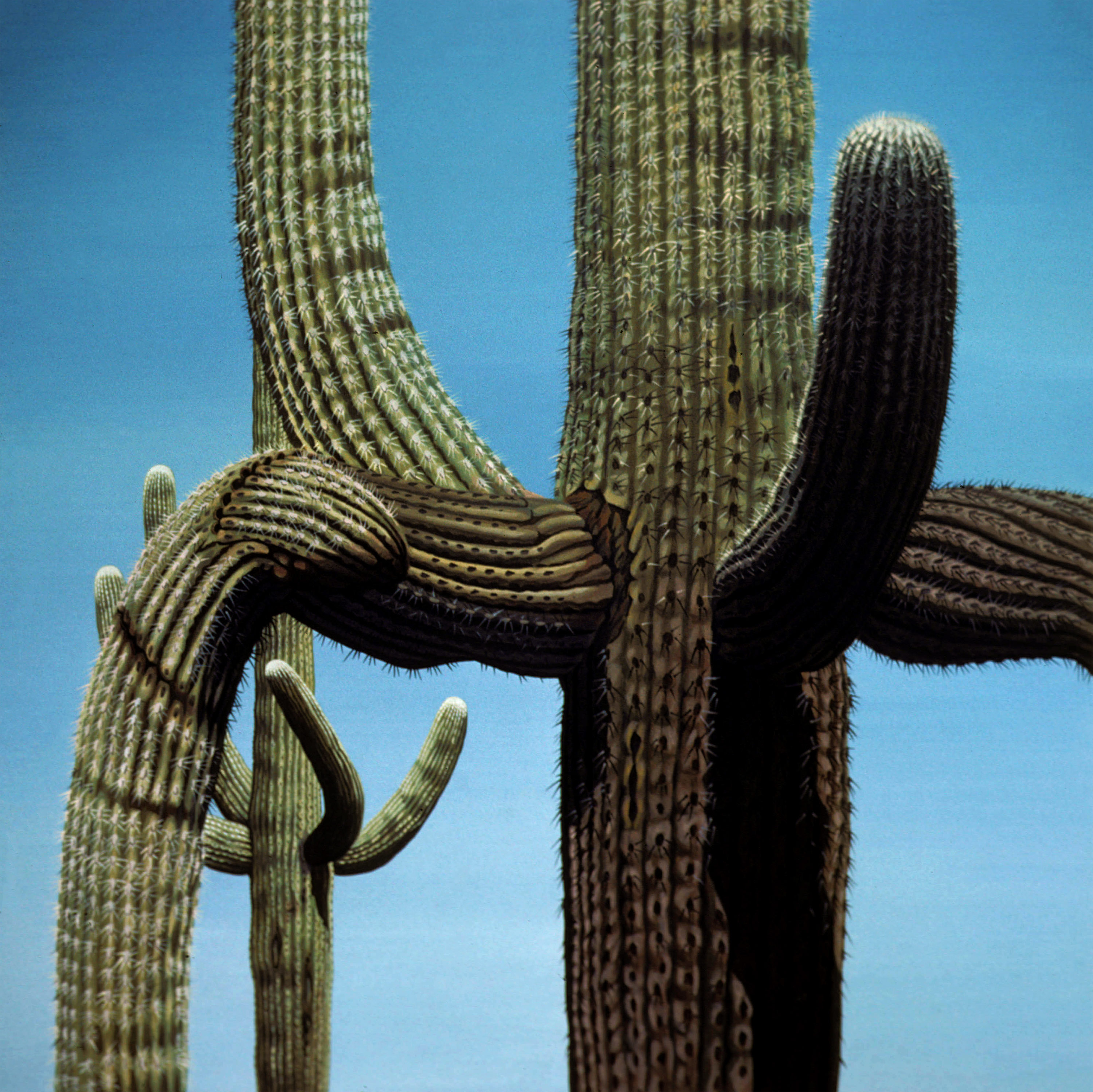 Zwei Saguaros, 1979, Dispersion auf Hartfaserplatte, 72 x 72 cm